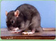 rat control Bromsgrove